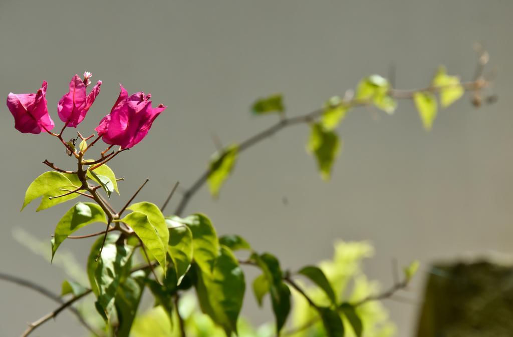 Garden Inn Mirissa Kültér fotó